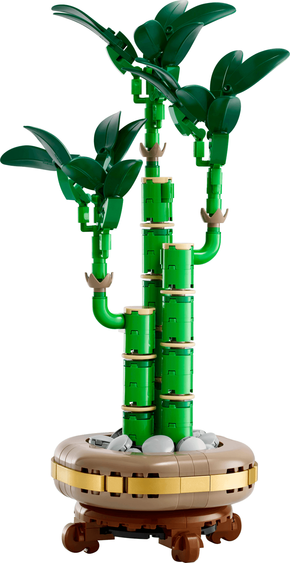 Dracena sandera